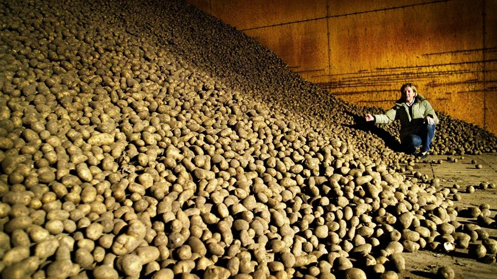 Omkring 44 000 ton potatis odlas i länet varje år. FOTO: Moa Karlberg/2005