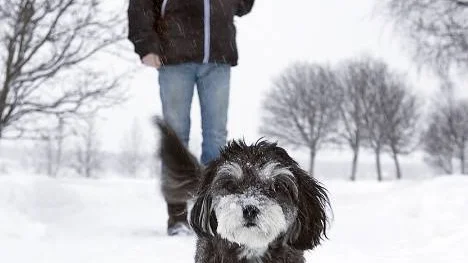 Marley är en blandras av Lhasa apso och dvärgpudel. I bakgrunden syns husse Lennart Johansson.