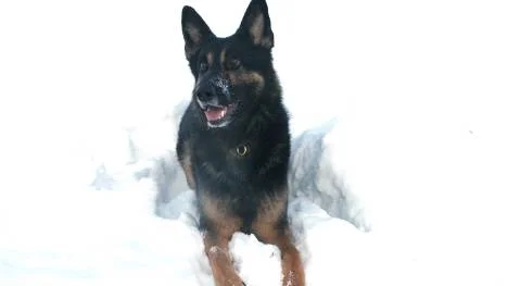 Polishunden Killen fick leka med husses handske som belöning för att han hittade den demente man som försvunnit.