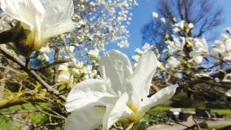 Botaniska trädgården i Visby.