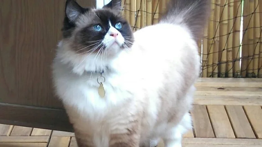 Katten Ymer