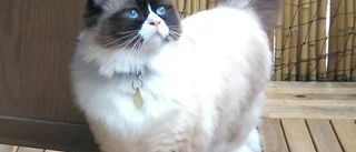 Säljer sin brudklänning för veterinärräkning