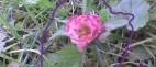 Blommor utan namn