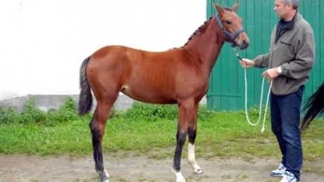 Champion. Niquila blev bästa stoföl med 49 poäng.