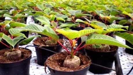 Till jul. 3 000 enbenta julstjärnor planterades för ett par veckor sedan.foto: kajsa sundberg