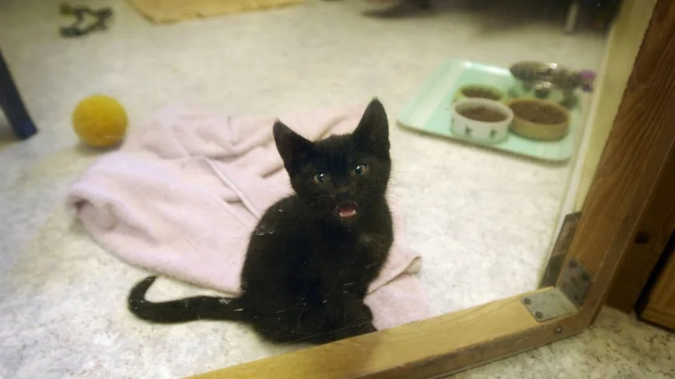 Katter omhändertagna. Polisen har omhändtertagit tolv katter som bodde i en husvagn. Katten på bilden har ingenting med artikeln att göra.