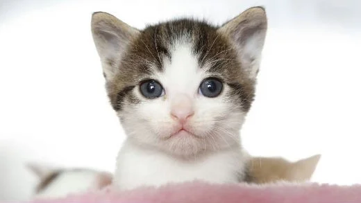 In this Thursday, April 3, 2014 photo, a kitten peeks out at the Best Friends Animal Society kitten nursery in the Mission Hills area of Los Angeles. Tens of thousands of people who think they are saving abandoned wild kittens by taking them to shelters are hastening their deaths because most shelters don't have round-the-clock staffs to care for them. (AP Photo/Damian Dovarganes)