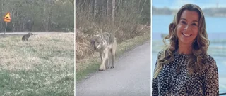 Anna filmade varg på vägen till jobbet – kom närmare än väntat: "Såg ut som den inte riktigt visste vart den skulle gå"