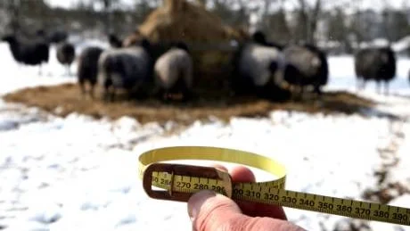 Pungmått. En gotländsk ungbagge ska ha en pungomkrets på 26 centimeter för att det ska vara värt att avla på honom, enligt Lennart Söderquist.
