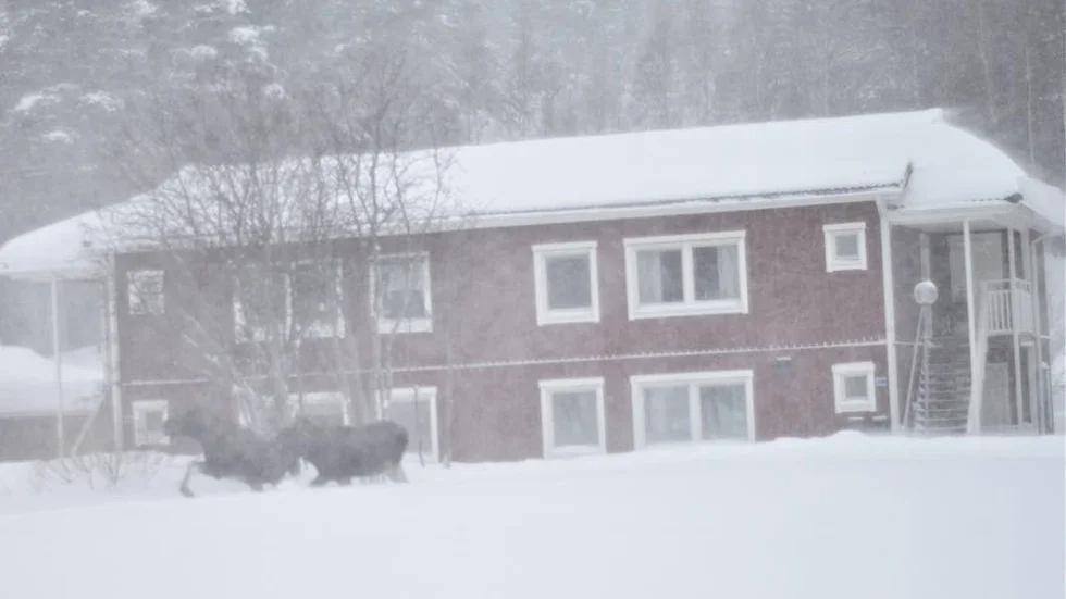 PÅ BESÖK. De här två älgarna besökte bostadsområdet Klintbacken på onsdag förmiddag.