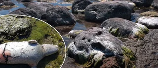 Plågsamt slut för säl vid Holmhällar
