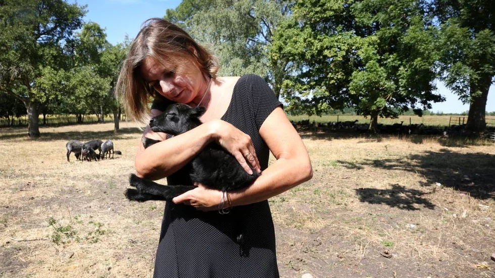 Isabella Lövin besökte under sin tid som politiker en gård med lamm som drabbats av vattenbrist. Idag verkar hon som författare och skriver om miljöfrågor.