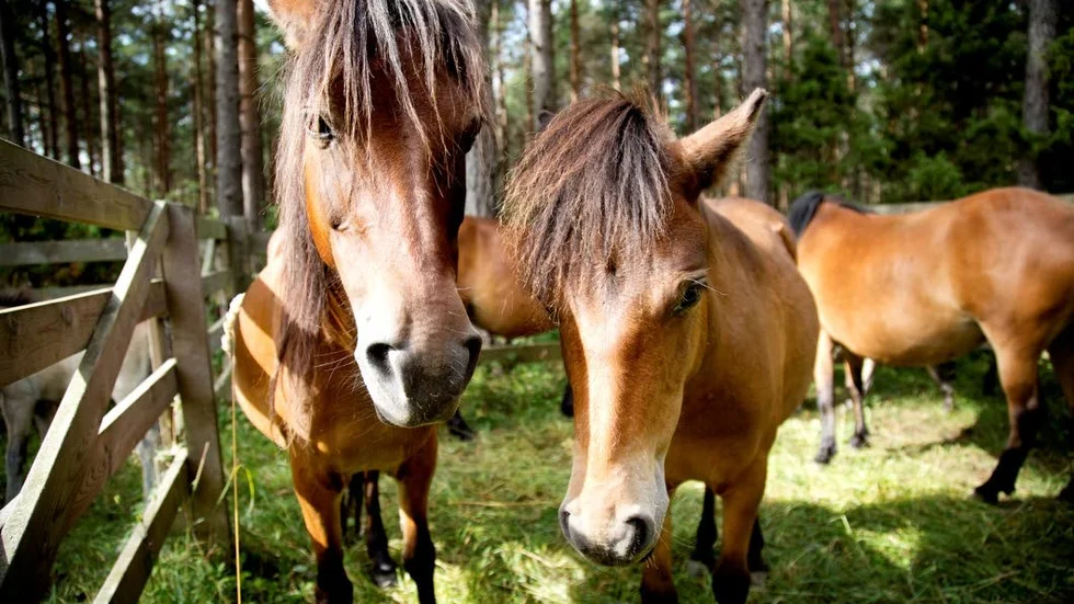 HÄSTTÄTT. Gotland är landets hästtätaste län enligt Jordbruksverket. Gotlandsruss på Lojsta hed.