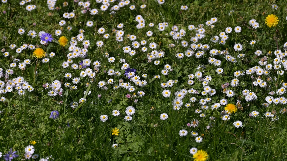 "Sommarlov. Ett viktigt sammansatt ord, bildat av två vackra delar" skriver Tobias Josefsson.