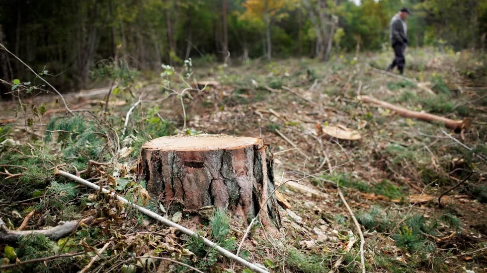 BIOBRÄNSLE. Insändarskribenten menar att skogen kalhuggs för att få fram biobränslen och att skogen borde brukas inte förbrukas.?