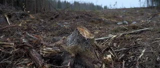 Kyrkans skog ett kalhygge