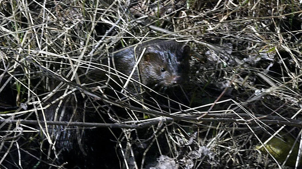 Mink. Exempel på mindre rovdjur.