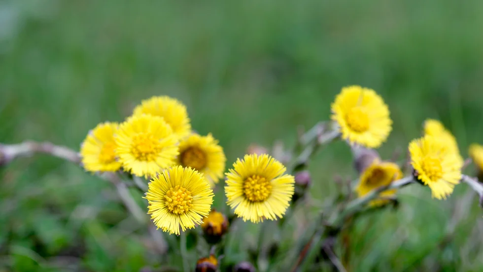 Tussilago - ett säkert vårtecken.