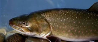 Äganderätt kan rädda fisken i havet