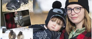 Ett säkert vårtecken: Årets första lamm har sett dagens ljus – det tackar tackorna för