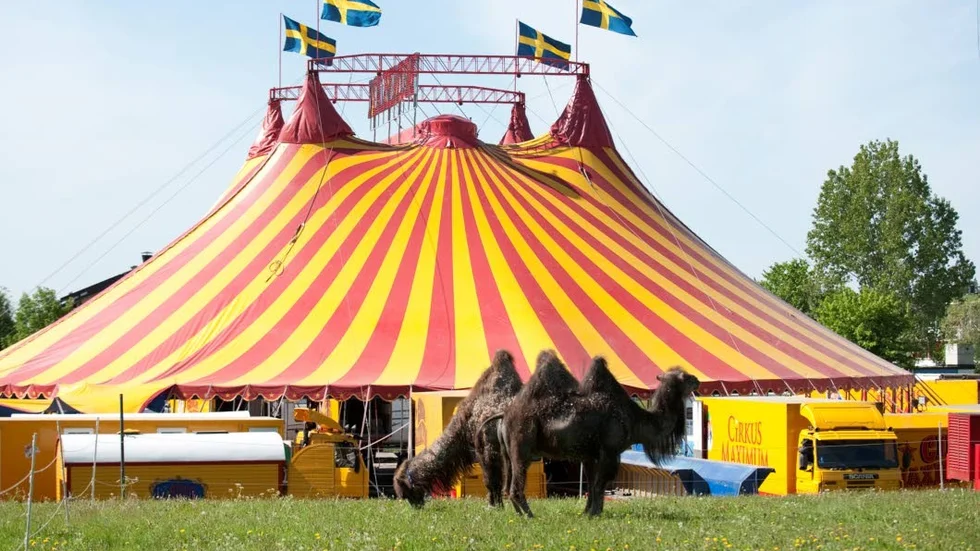Cirkus.
Det är kris för svensk cirkus. Här en bild på Corkis Maximum som tvingats lägga ner.