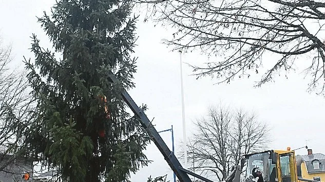 Det krävs en del lirkande för att få granen rak.