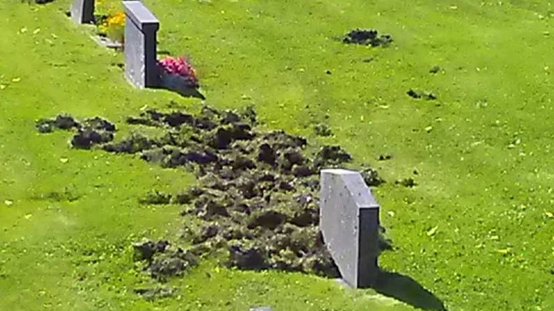 Så här såg det ut på Yxnerums kyrkogård under söndagen. Natten till tisdag bökade vildsvin åter på kyrkogården.