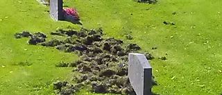 Här bökar vildsvinen upp kyrkogården