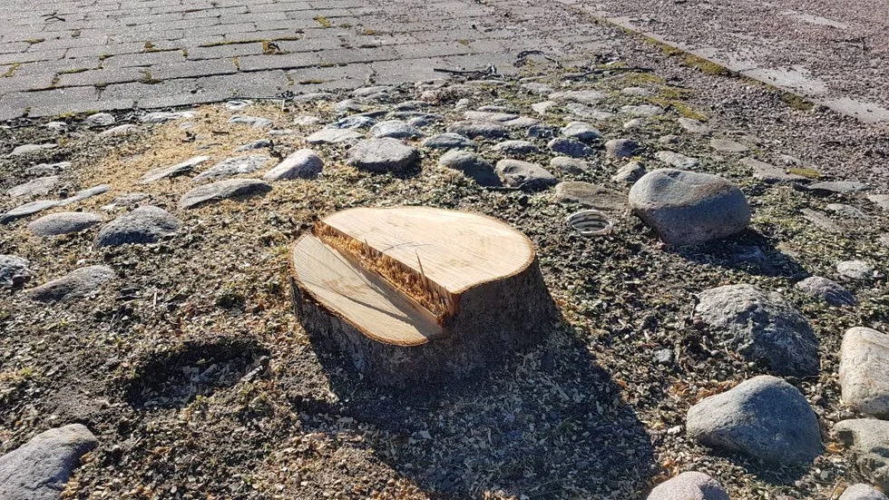Unga. Träden var knappt tio år gamla.