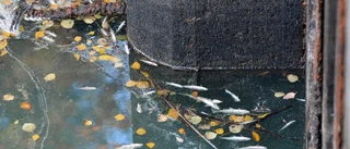 Nya chockbilder från Yxern