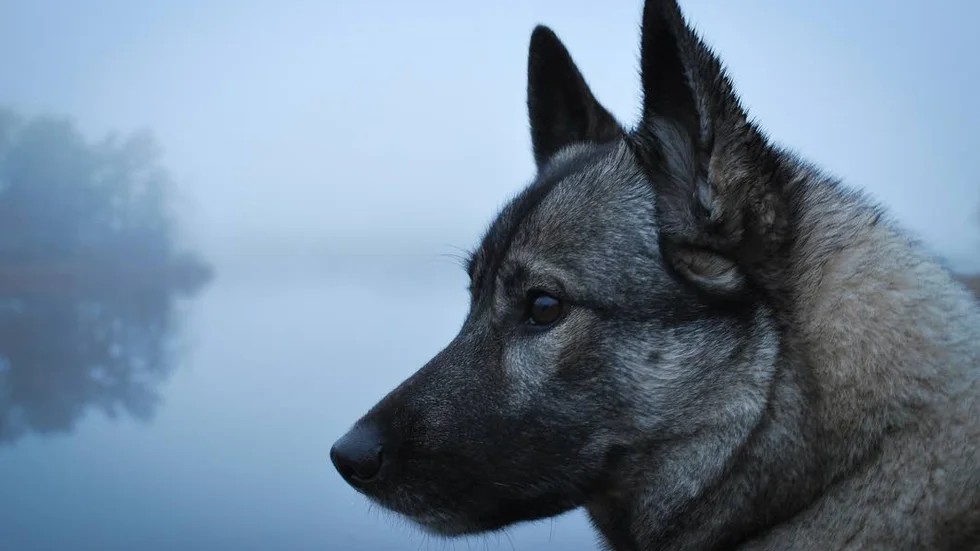 Hunden Buffa stod modell på Ulrika Hemmingssons bild.