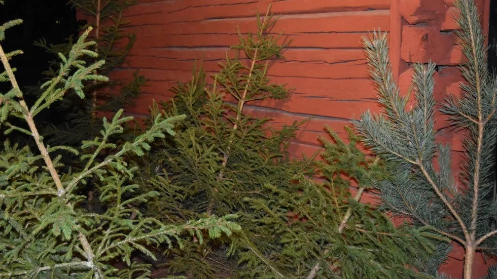 Julgranar från julfirandet  

i hela Eksjö kommun blir flis som eldas och blir till värme i Vetlanda.