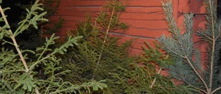Då kan du bli av med julgranen