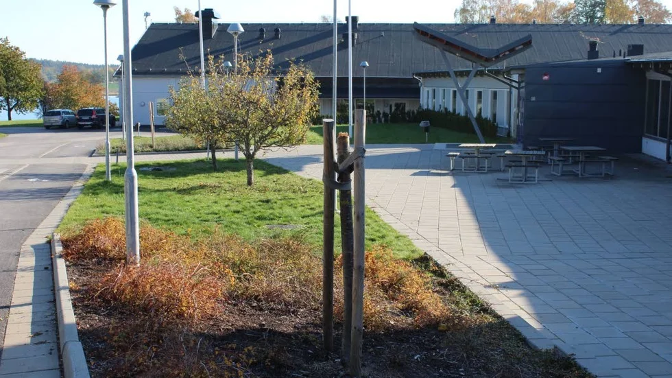 Två relativt nyplanterade träd som skulle försköna skolområdet har förstörts.