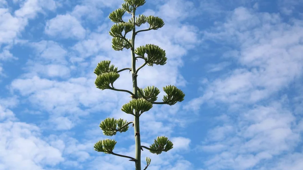 Vid blomningen får Agave Americana stora gula blommor innan den dör.