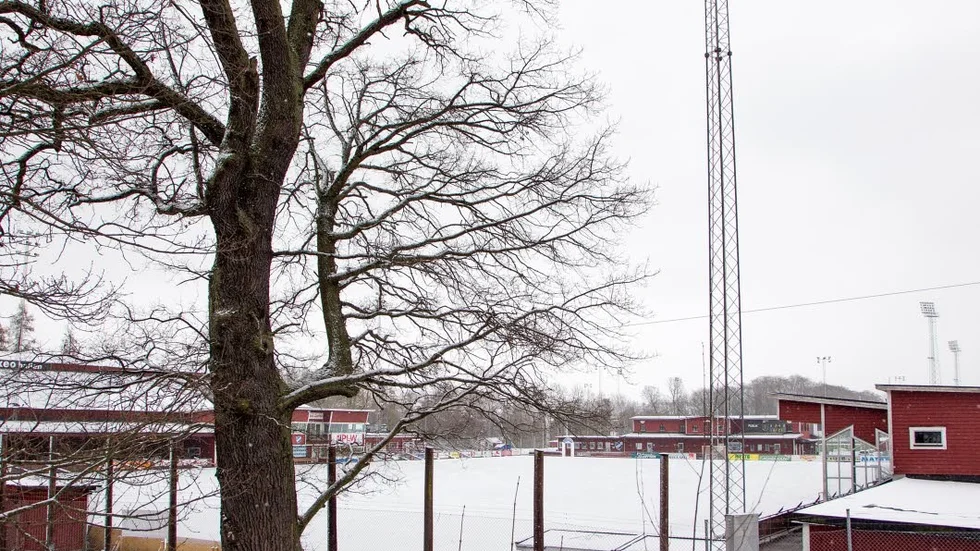 Den här eken har blivit omnämd i ett flertal artiklar om planerna på en eventuell bandyhall