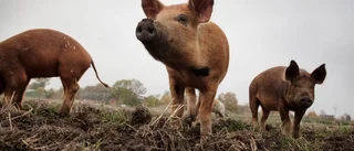 Övergå till vegetarisk kost
