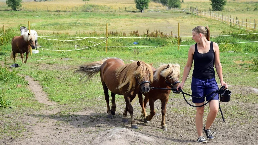 Malin hämtar Pandir och Ucent i hagen i Tulunda.