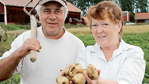 Yngve Simonsson och Lena Wernstedt odlar potatis i Loftahammar. Här med sorten Arrow.