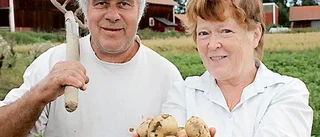Yngve och Lena odlar potatis i liten skala