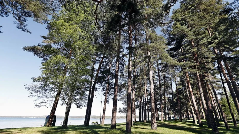 Varamons karaktäristiska tallar är i farozonen vid en Lalandiaetablering, befarar skribenten.