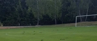 Fotbollsplan grävdes upp av vandaler