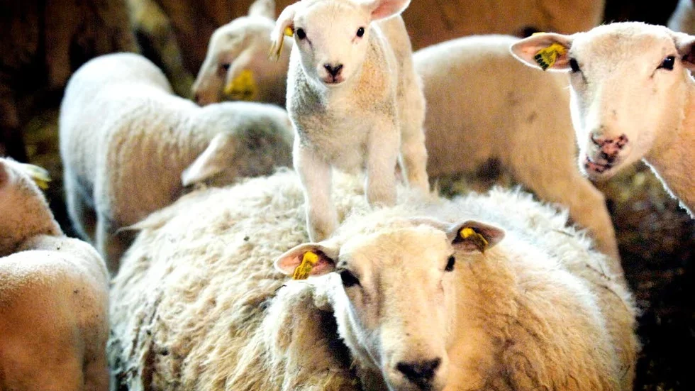 Borta. Var har Kjell Gudmundssons får tagit vägen? Mellan söndagskvällen och måndagseftermiddagen har sammanlagt 27 avelstackor försvunnit från två hagar.
