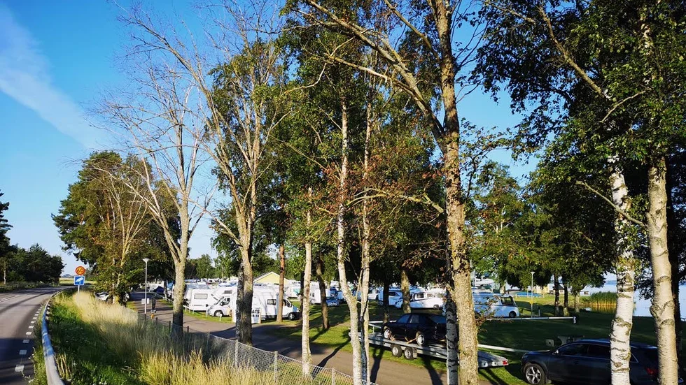 Träd vid Vadstena Camping är drabbade av almsjukeutbrottet i Vadstena.