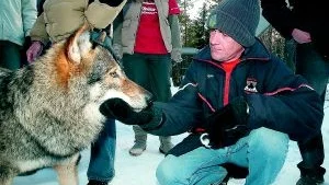 Varg-kaptenen Jason Lyons en av de närgångna hanarna.
FOTO: NICLAS SANDBERG
