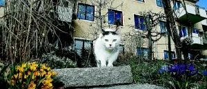 Katter får röra sig fritt