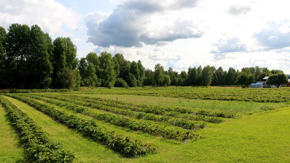 Självplockningen av jordgubbar i Sikfors är stängd sedan mitten på förra veckan.