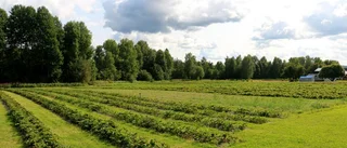 Lyckad säsong för odlare i Sikfors