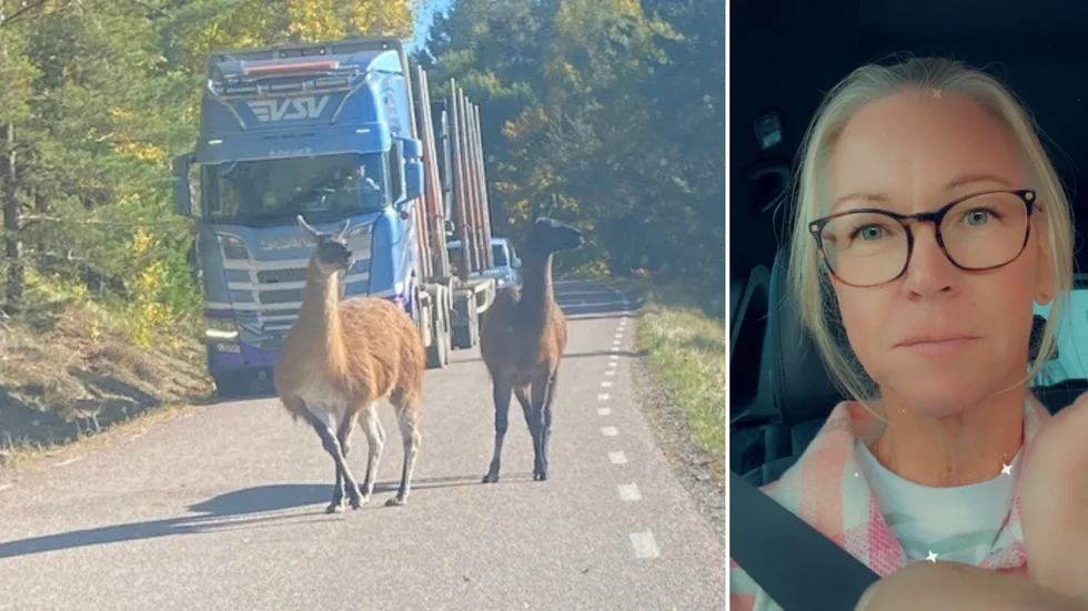 Lamor är inte en naturlig del av Sörmlands fauna. Ändå mötte Viktoria Karlsson två utanför Stavsjö.