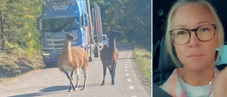 Viktorias oväntade möte – två lamadjur på väg ✓Polisen: Inga rapporter 